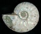 Silver Iridescent Ammonite - Madagascar #5341-1